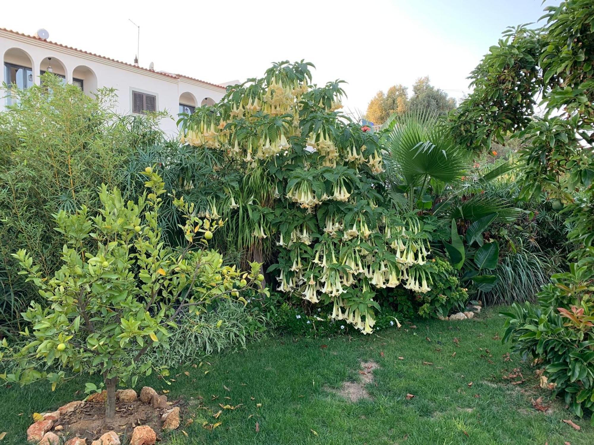 A Tranquil Garden Apartment, Carvoeiro - Benagil Экстерьер фото